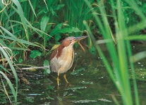 한국의 멸종위기종