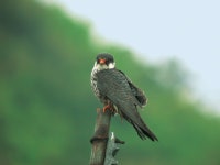 한국의 멸종위기종