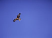 한국의 멸종위기종