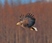 한국의 멸종위기종