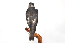 한국의 멸종위기종