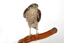 한국의 멸종위기종