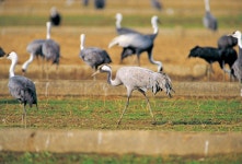 한국의 멸종위기종