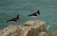 한국의 멸종위기종