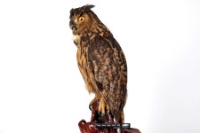 한국의 멸종위기종