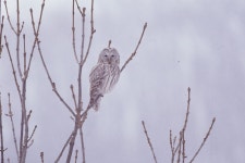 한국의 멸종위기종