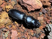 한국의 멸종위기종