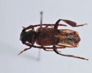 한국의 멸종위기종