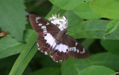 한국의 멸종위기종