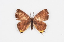 한국의 멸종위기종