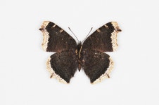 한국의 멸종위기종