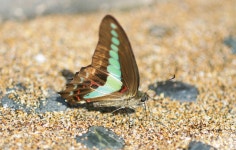 한국의 멸종위기종