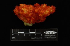 한국의 멸종위기종