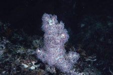 한국의 멸종위기종