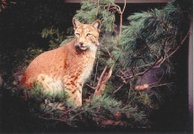 한국의 멸종위기종