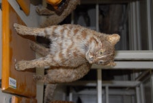 한국의 멸종위기종