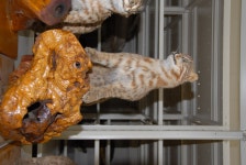 한국의 멸종위기종