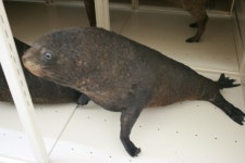 한국의 멸종위기종