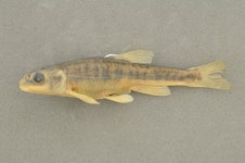 한국의 멸종위기종