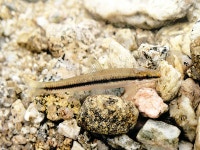 한국의 멸종위기종