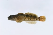 한국의 멸종위기종