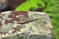 한국의 멸종위기종