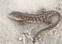 한국의 멸종위기종