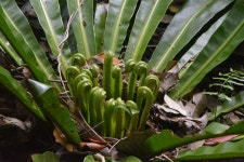 한국의 멸종위기종