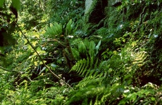 한국의 멸종위기종