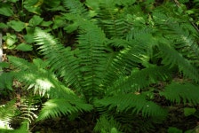 한국의 멸종위기종