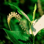 한국의 멸종위기종