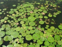 한국의 멸종위기종