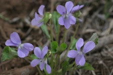 한국의 멸종위기종