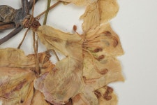 한국의 멸종위기종