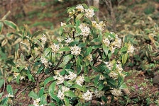 한국의 멸종위기종