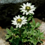 한국의 멸종위기종