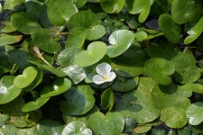 한국의 멸종위기종