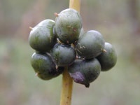 한국의 멸종위기종