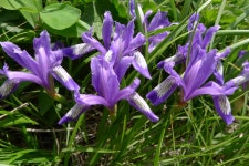 한국의 멸종위기종