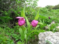 한국의 멸종위기종