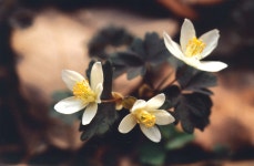 한국의 멸종위기종