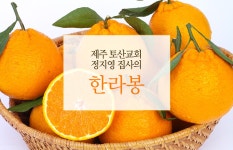 꼬마한라봉 (5kg) | 갓피플 푸른가게 [플로잉전용상품] 갓피플 통해... 제철과일 보내기_제주 토산교회 정지영 집사의 꼬마한라봉 (5kg) [갓피플몰]