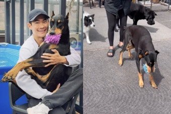 '전신마비' 배정남 반려견 벨, 휠체어 없이 걷기 시작 