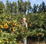 [싸리재] 유기농 청귤칩 50g 과일칩 주전부리 무설탕 건강간식 토핑칩 - 인공화학첨가물 0% 우리 농산물로 만듭니다 | 싸리재 - 예스24