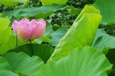 [싸리재] 국산 우리 콩 냄새 없는 안나는 [ 백련농장 청국장 300g ] 옛날 착한 저염 생청국장 - 인공화학첨가물 0% 우리 농산물로 만듭니다... 