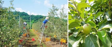 [싸리재] 사과당근주스 [ 하늘곳간 공복비법 110ml 5봉지 ] 맛보기 착즙 야채주스 채소즙 - 인공화학첨가물 0% 우리 농산물로 만듭니다 - 예스24