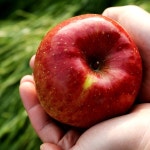 라이프매거진 > 신선함이 살아있는 다농이네 농장 방문기, 신세계적 쇼핑포털 SSG.COM 신선함이 살아있는 다농이네 농장 방문기