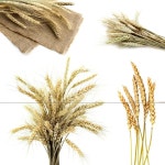 황금 밀 귀 절연 — 스톡 사진 © Rozaliya #1357830 황금 밀 귀 절연