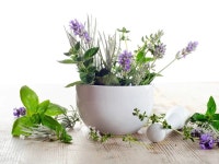 신선 한 허브 — 스톡 사진 © bit245 #47217279 신선 한 허브