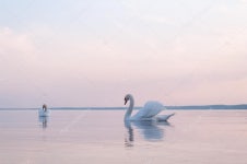 Swan — Stock Photo © TSpider #14614051 Swan